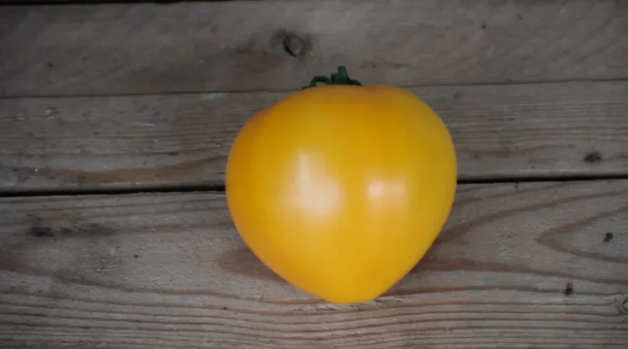 Yellow Is The New Red