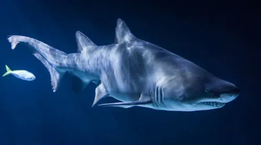 Fascinating Creatures I Don’t Want To Be Close To