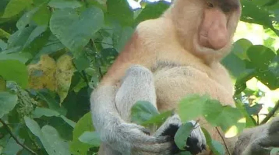 My New Spirit Animal