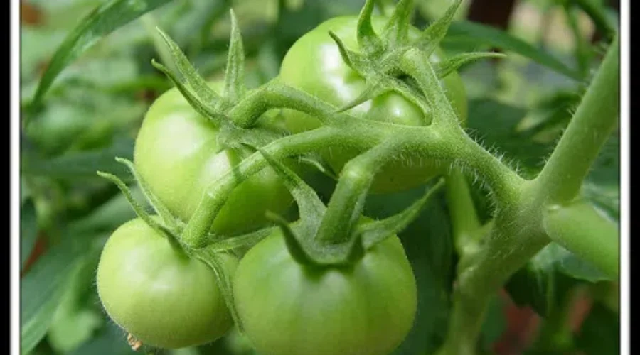 Things You Learn In The Garden