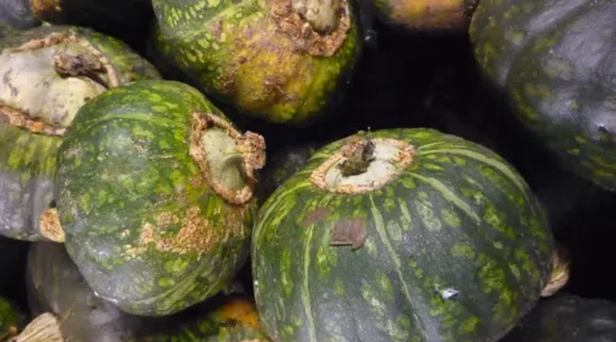 The Secret of a Dry Squash