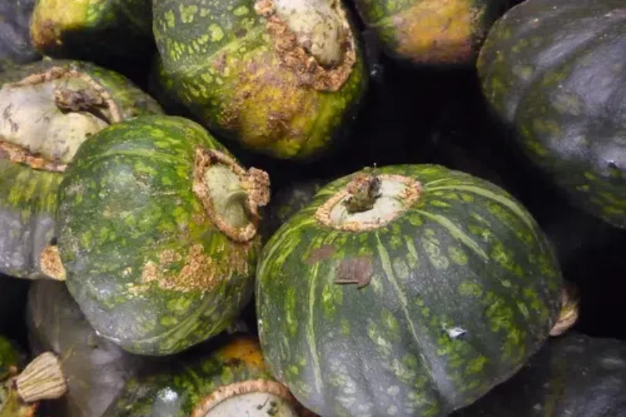 The Secret of a Dry Squash