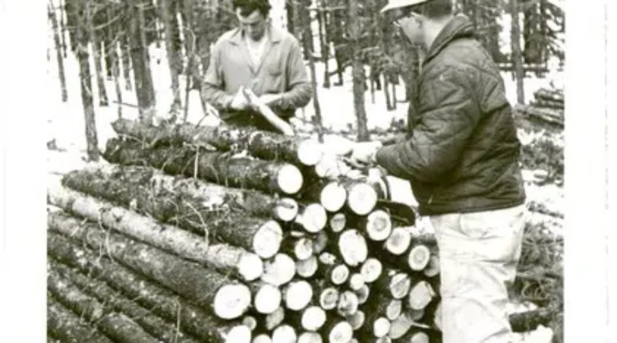 When Did You Last See Four Foot Pulp Wood?