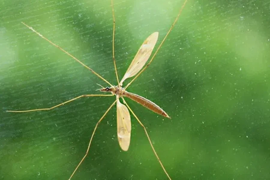 Not A Mosquito