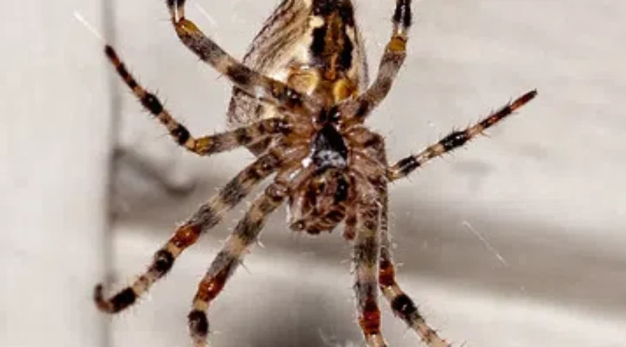 Spiders – Hate ‘Em Or Like ‘Em?