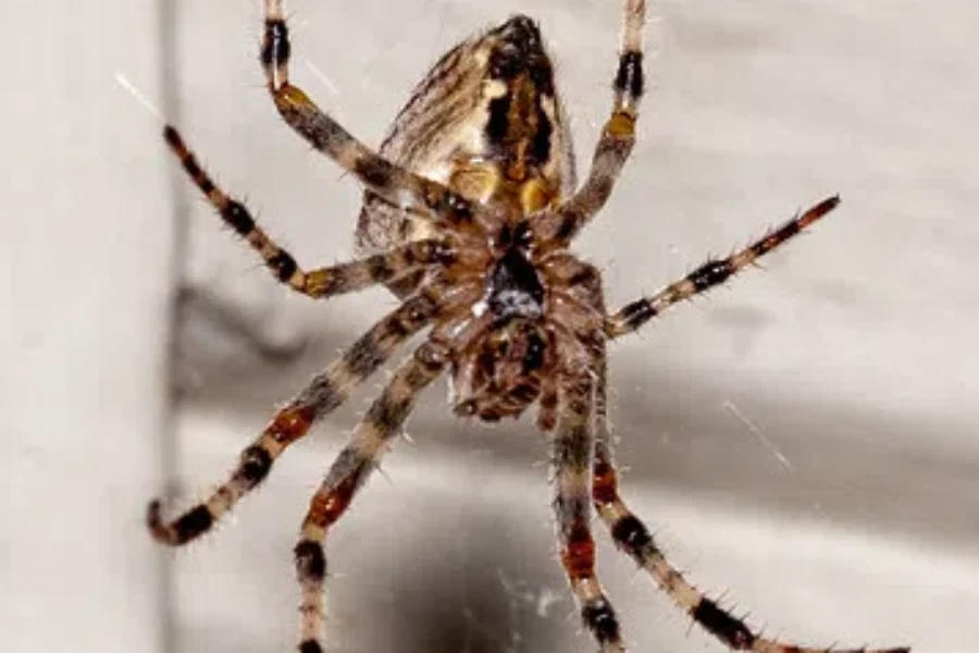 Spiders – Hate ‘Em Or Like ‘Em?