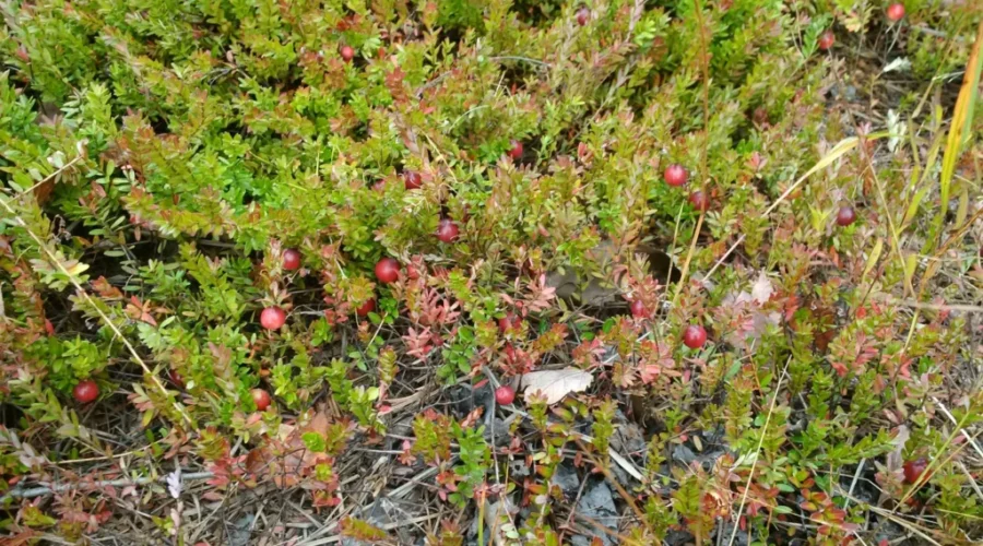 Cranberries Getting Ripe