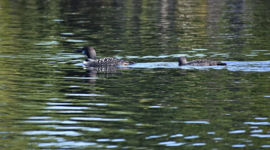 They Grow Up So Fast