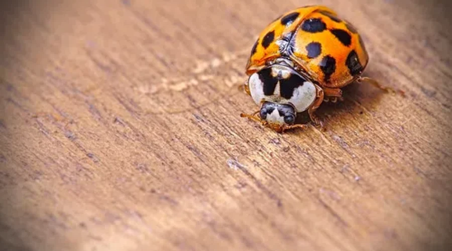 Bugs Or Beetles – Either Way Go Home