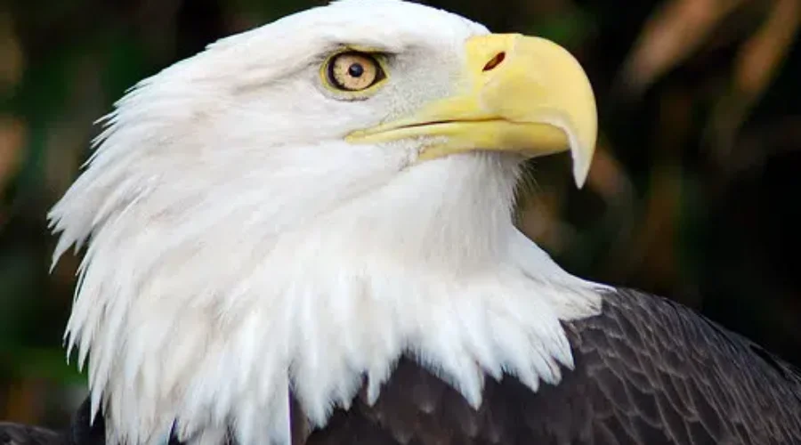 How Do The Animals See Us?