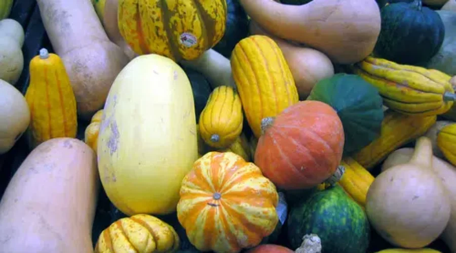 A Few Of My Favourite Squashes