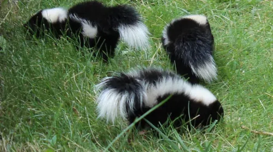 And It’s Stinkin’ To High Heaven