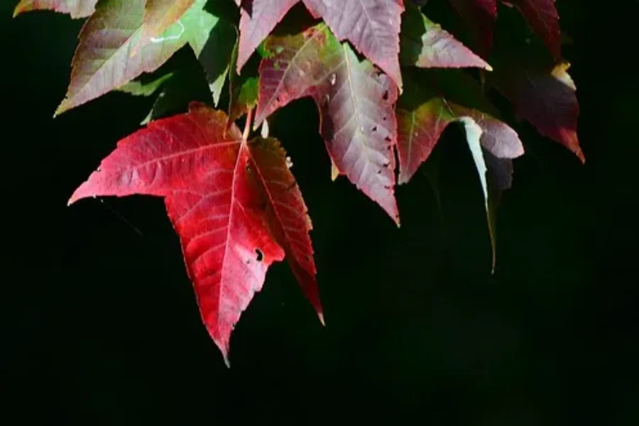 Where Are The Leaves?