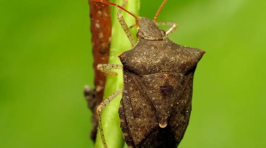 Not All Stink Bugs Are Equal