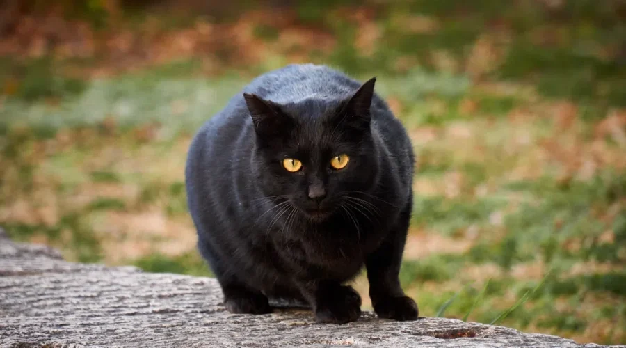 What Could Go Wrong?