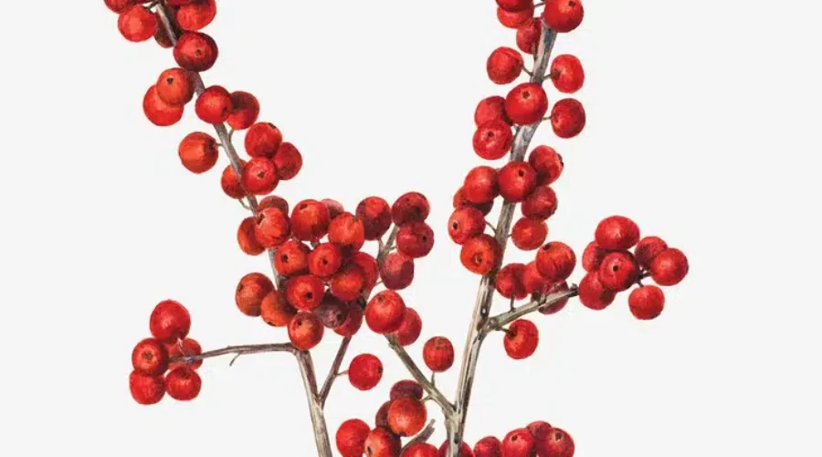 Looking For Red Berries