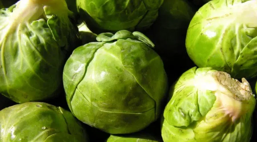 Micro-Cabbages And Christmas Dinner