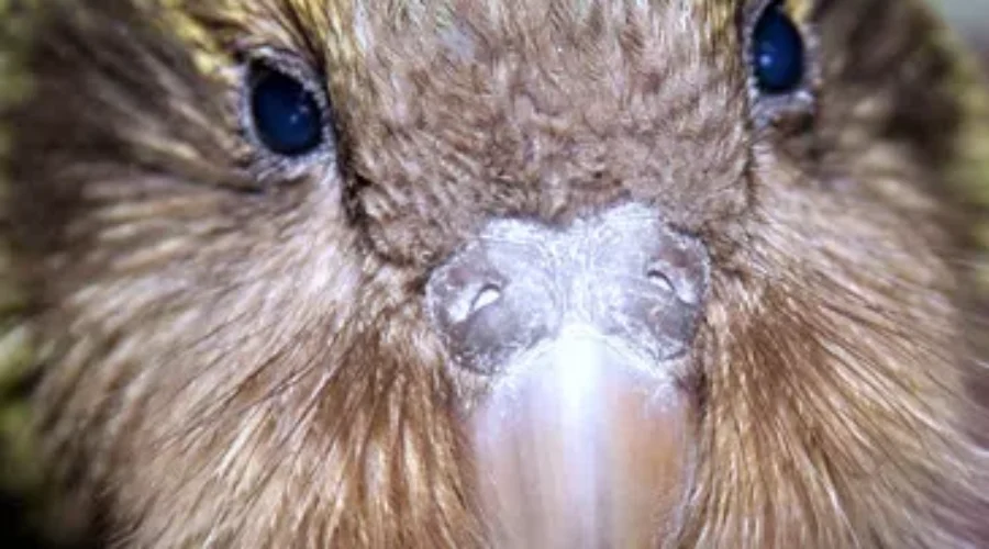 Election Fraud Is For The Birds