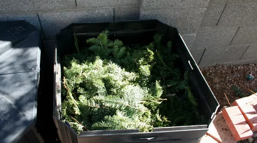 Is Your Tree Still Up?