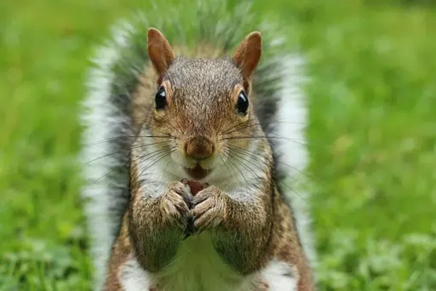 And The Winner Is… the Squirrel