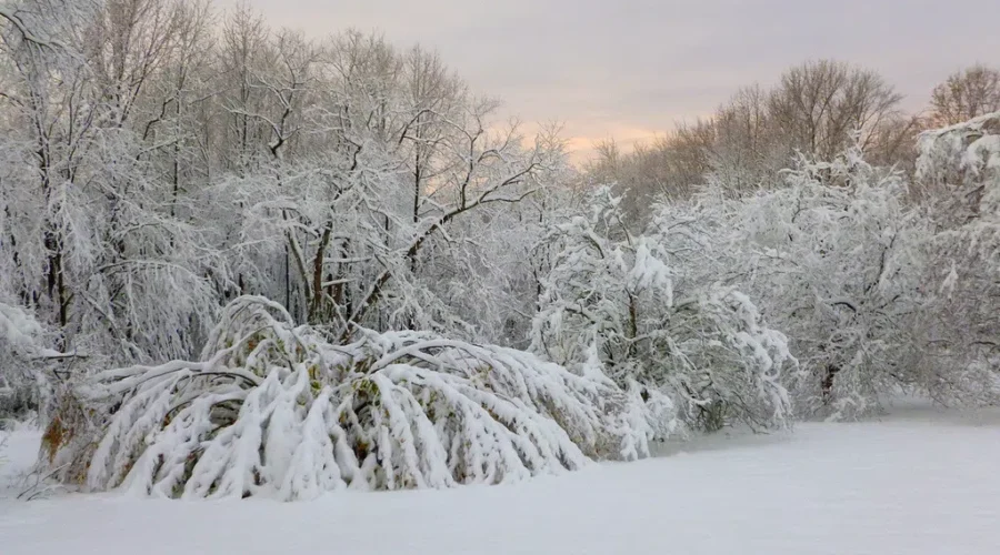 White Christmas? Keep Dreaming.