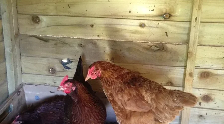 Chicken Or Eggs? Maybe Both!