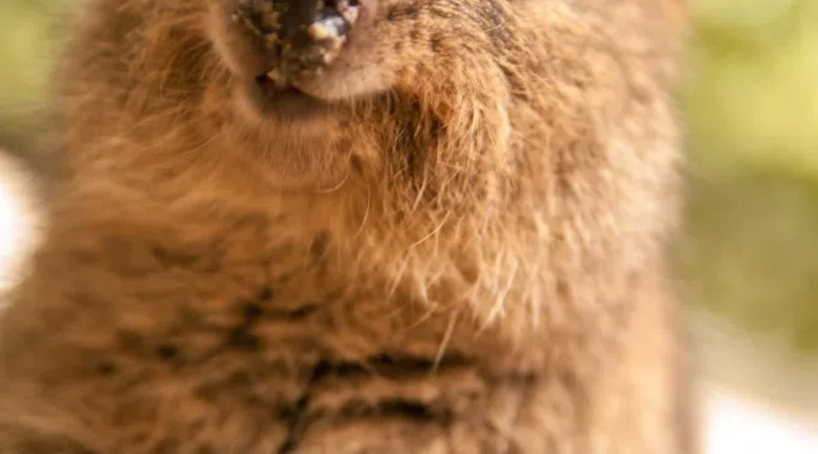 The Groundhog Alternative