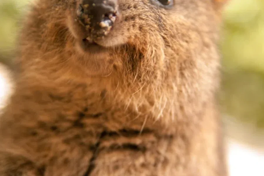 The Groundhog Alternative