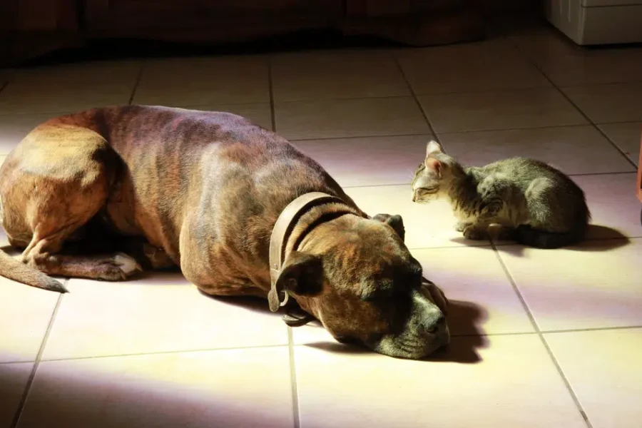 Do You Tell Your Pets Goodbye When Leaving For Work?