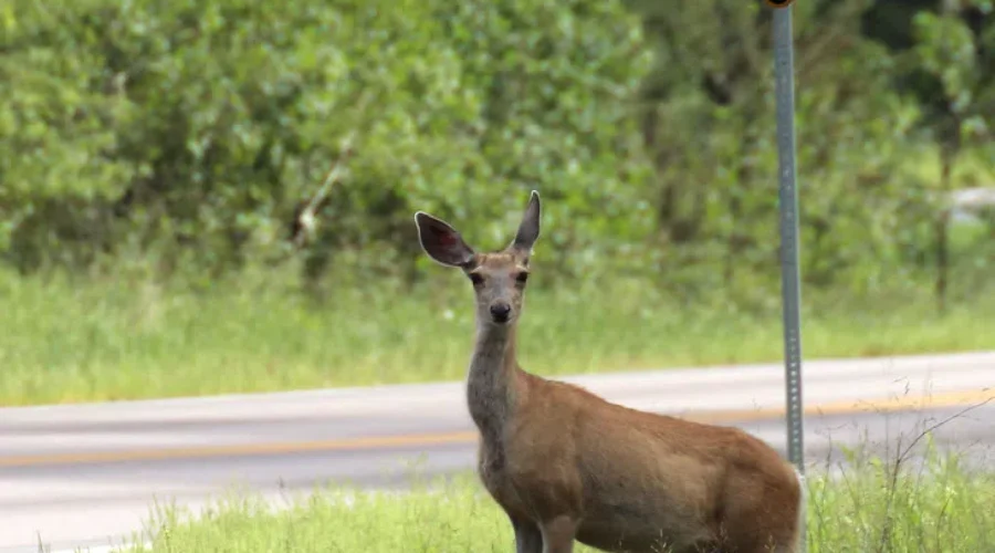 A Little Off The Sides