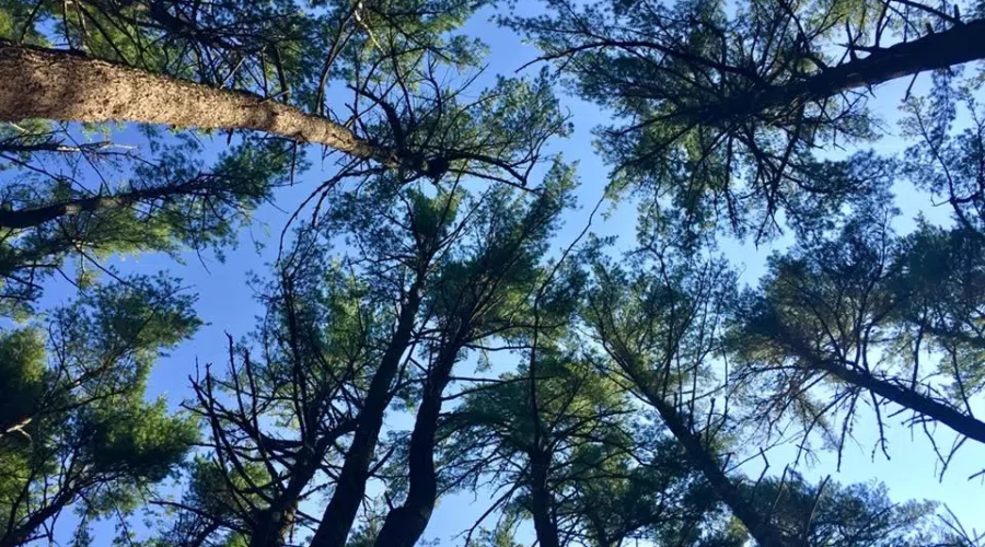 Rock Removal Incident Sparks Idea of Community Group for Queens Park