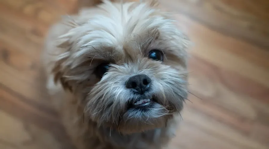 Halifax Realtor Faces Fines and Suspension In Dog-Theft Case