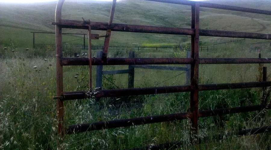 Livestock Seized from Shelburne County Property