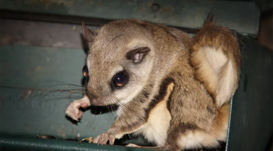 Still Time To Appreciate Squirrels