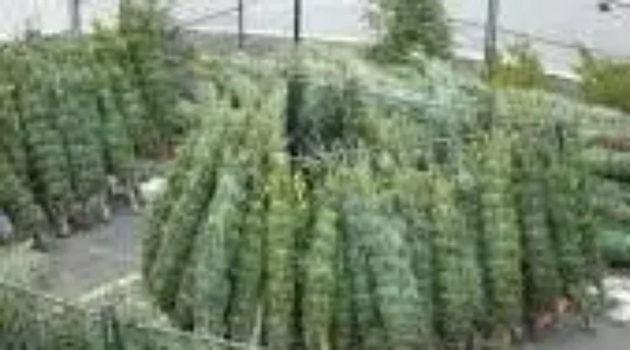 Christmas Tree Collection To Start Next Week