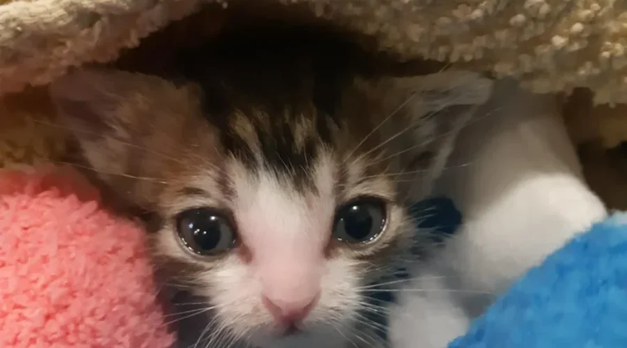 SHAID Forced To Cancel Yard Sale; Launching Lottery Fundraiser