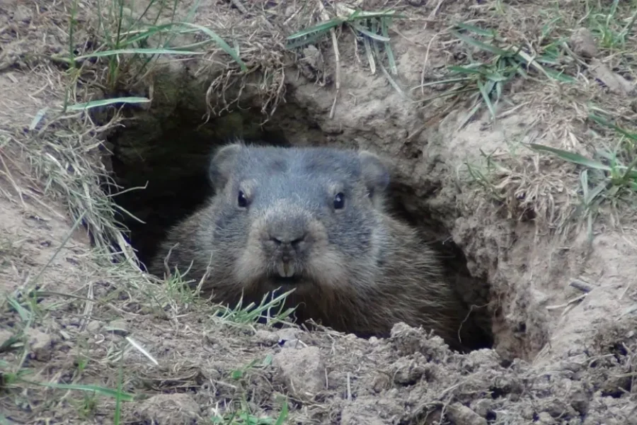 Famed Groundhogs Disagree On Spring Forecast