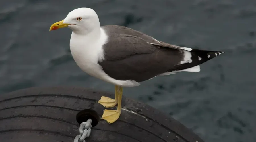 Yarmouth County Woman and Husband Help Save Seagulls