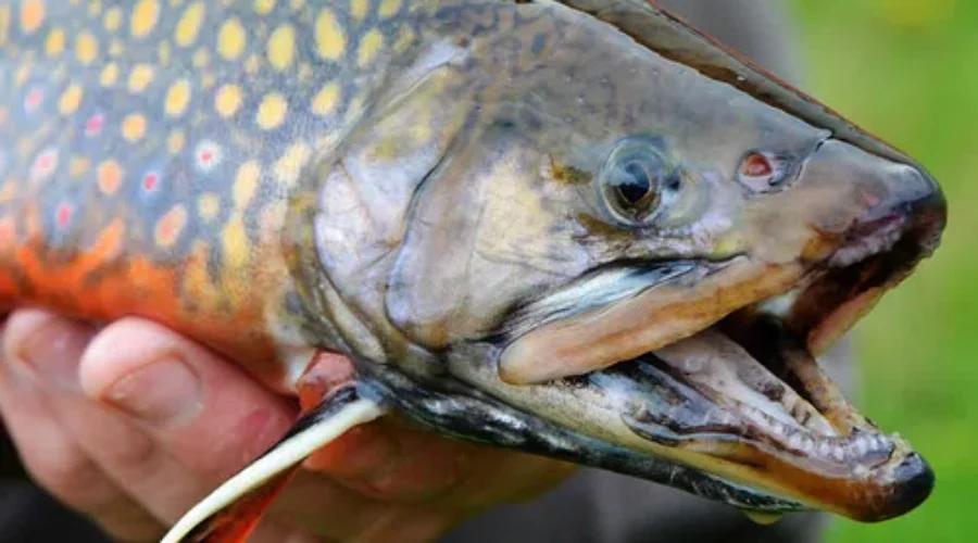 Anglers Gear Up For Fishing Following Record Year For Licences Sold