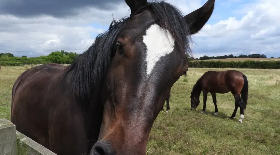 Hitchinbrook Farm Seeking Volunteers For Therapeutic Riding Program