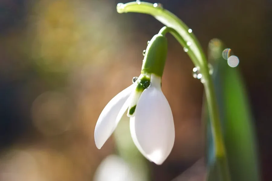 The Rogue Flower