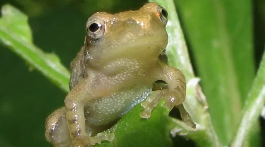 The Sounds of Spring