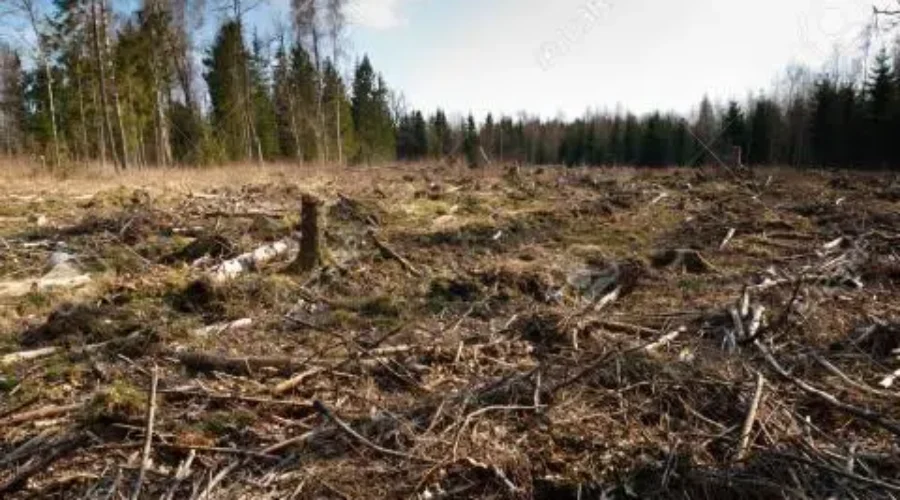 Clear Cutting Protests To Take Place Across The Province