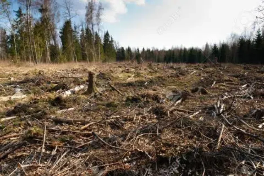 Clear Cutting Protests To Take Place Across The Province
