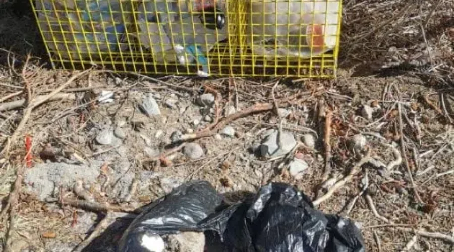 Cat Litter and Dirty Diapers Frequently Found In Illegal Dumping Instances