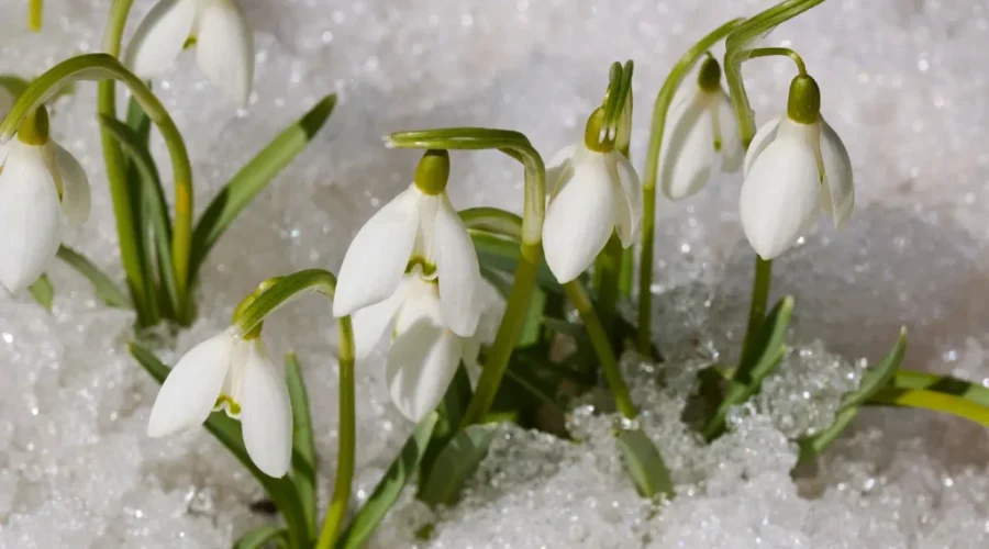 Meteorologists Predicting Mild Spring