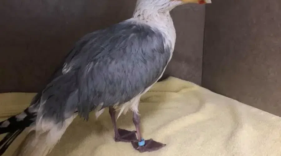 Yarmouth’s Rescued Seagulls Find New ‘Hope’