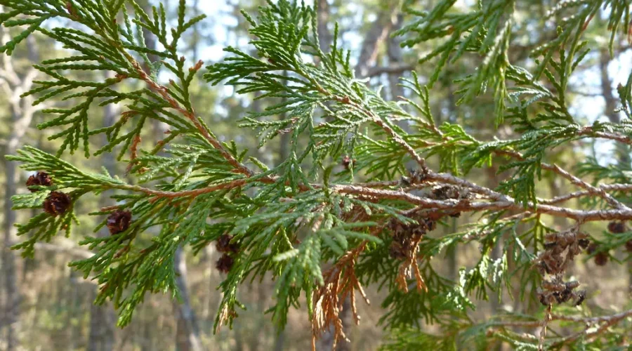 The Trees That Won’t Grow… And Yet…