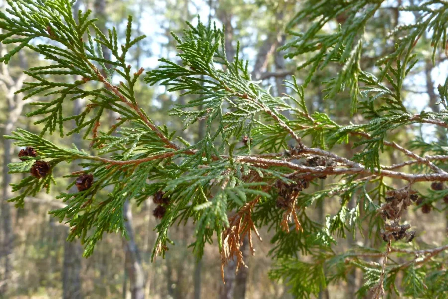 The Trees That Won’t Grow… And Yet…