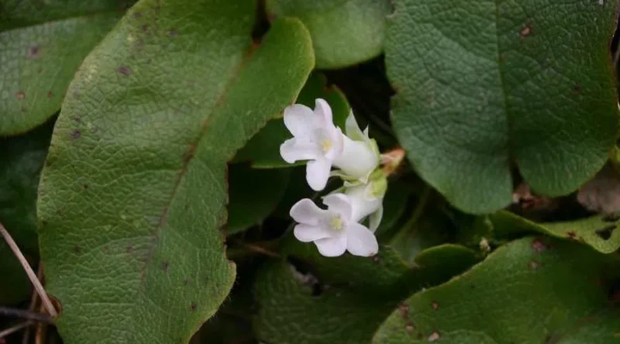 What Have The Showers Brought?